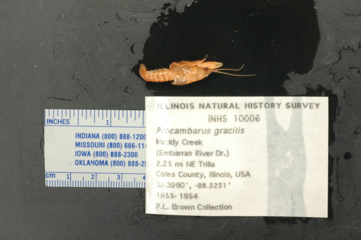 Procambarus (Girardiella) image